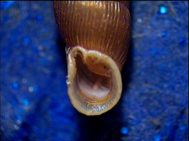 Clausilia bidentata crenulata sotto una corteccia